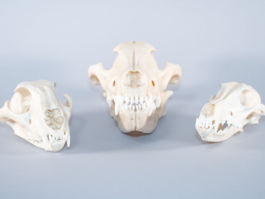 Museum Outreach: Animal Habitats (KS2)