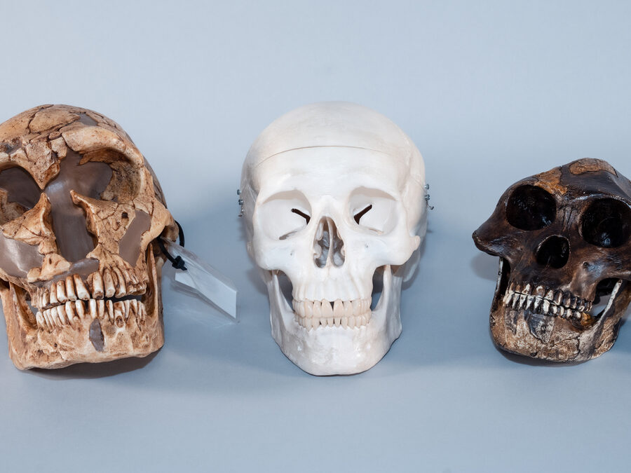 Museum Outreach: Human Evolution (KS2)